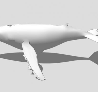 海洋哺乳动物鲸SU模型下载_sketchup草图大师SKP模型