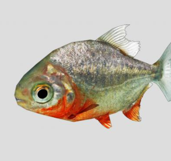 食肉淡水鱼食人鱼SU模型下载_sketchup草图大师SKP模型