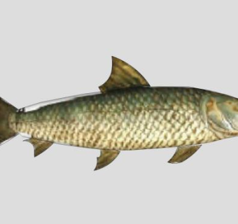 淡水动物花骨鱼SU模型下载_sketchup草图大师SKP模型