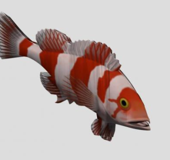 红白条纹海鱼SU模型下载_sketchup草图大师SKP模型