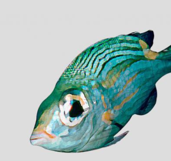 海洋鱼群鱼类SU模型下载_sketchup草图大师SKP模型