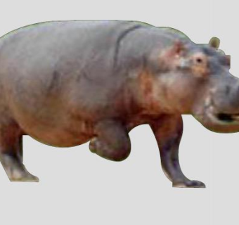 杂食性哺乳动物河马SU模型下载_sketchup草图大师SKP模型