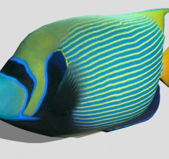 水族箱鱼天使鱼SU模型下载_sketchup草图大师SKP模型