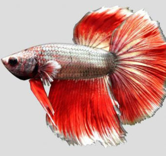 淡水鱼纲鱼类SU模型下载_sketchup草图大师SKP模型