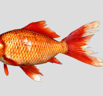 鱼纲动物金鲫鱼SU模型下载_sketchup草图大师SKP模型