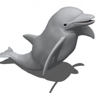 鲸类动物海豚SU模型下载_sketchup草图大师SKP模型