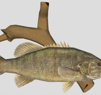 游钓鱼种大嘴鲈鱼SU模型下载_sketchup草图大师SKP模型