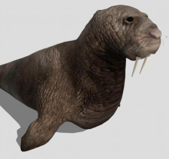 哺乳纲动物海象SU模型下载_sketchup草图大师SKP模型
