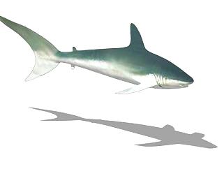 鲨<em>总</em>目动物鲨鱼SU模型下载_sketchup草图大师SKP模型