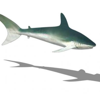 鲨总目动物鲨鱼SU模型下载_sketchup草图大师SKP模型