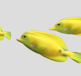 热带水域生活鱼类SU模型下载_sketchup草图大师SKP模型