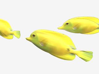 <em>热带</em>水域生活鱼类SU模型下载_sketchup草图大师SKP模型