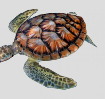 棱皮龟科动物海龟SU模型下载_sketchup草图大师SKP模型