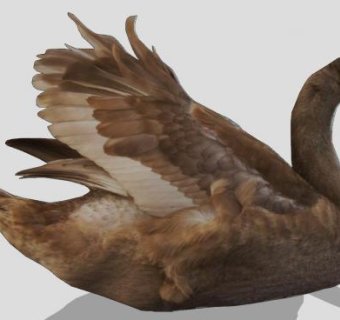 天鹅属游禽天鹅SU模型下载_sketchup草图大师SKP模型