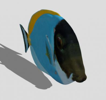 硬骨鱼纲副刺尾鱼SU模型下载_sketchup草图大师SKP模型