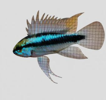 热带鱼类丽鱼SU模型下载_sketchup草图大师SKP模型