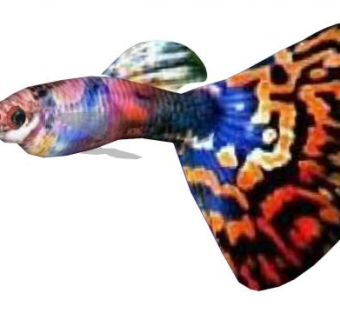 热带鱼孔雀鱼SU模型下载_sketchup草图大师SKP模型