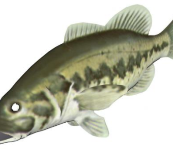 淡水鱼类鲈鱼SU模型下载_sketchup草图大师SKP模型
