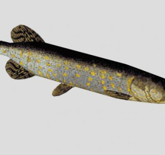 硬骨鱼纲狗鱼SU模型下载_sketchup草图大师SKP模型