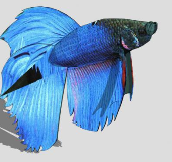 硬骨鱼纲泰国斗鱼SU模型下载_sketchup草图大师SKP模型