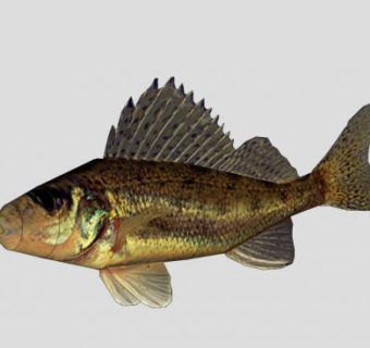 水生动物环状鱼SU模型下载_sketchup草图大师SKP模型