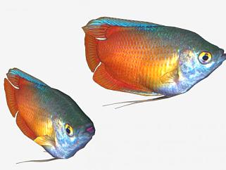 水生动物热带鱼SU模型下载_sketchup草图大师SKP模型
