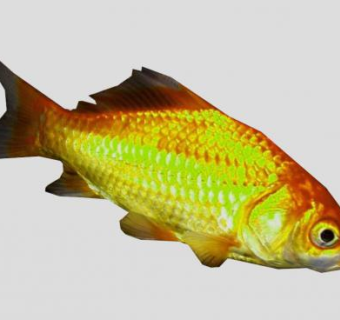 淡水鱼类金草鱼SU模型下载_sketchup草图大师SKP模型