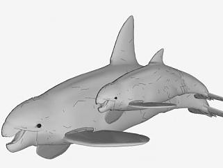 母虎鲸与幼鲸SU模型下载_sketchup草图大师SKP模型