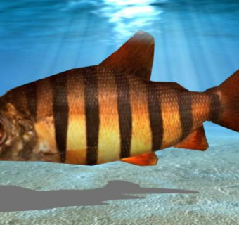 鲤目淡水非洲鱼SU模型下载_sketchup草图大师SKP模型