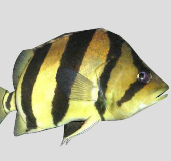 鲤形目鱼类虎皮鱼SU模型下载_sketchup草图大师SKP模型