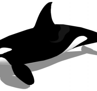 哺乳纲动物虎鲸SU模型下载_sketchup草图大师SKP模型