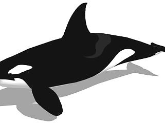 哺乳纲动物虎鲸SU模型下载_sketchup草图大师SKP模型