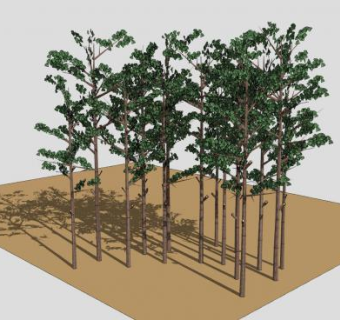 沙地植物黄松树SU模型下载_sketchup草图大师SKP模型