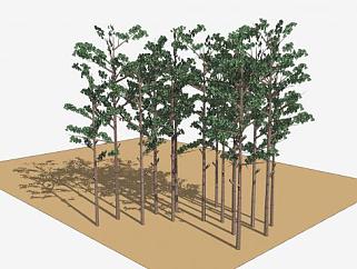 沙地植物<em>黄</em>松树SU模型下载_sketchup草图大师SKP模型