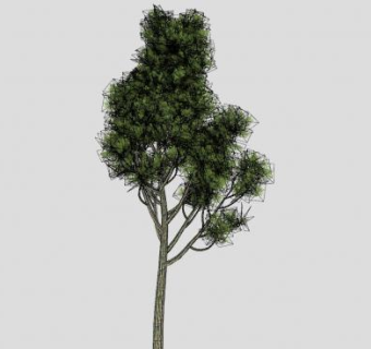 常绿树松树SU模型下载_sketchup草图大师SKP模型