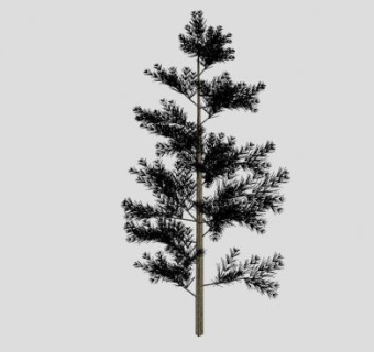 裸子植物乔木黑松SU模型下载_sketchup草图大师SKP模型