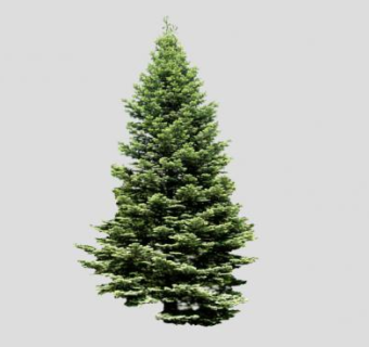 常绿乔木黑云杉SU模型下载_sketchup草图大师SKP模型