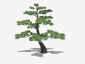 乔木植物<em>日本</em>黑松SU模型下载_sketchup草图大师SKP模型