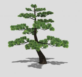 乔木植物日本黑松SU模型下载_sketchup草图大师SKP模型