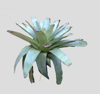 凤梨科观叶植物SU模型下载_sketchup草图大师SKP模型