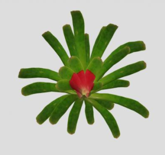 彩叶凤梨植物SU模型下载_sketchup草图大师SKP模型