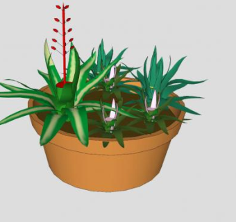 凤梨科盆栽植物SU模型下载_sketchup草图大师SKP模型