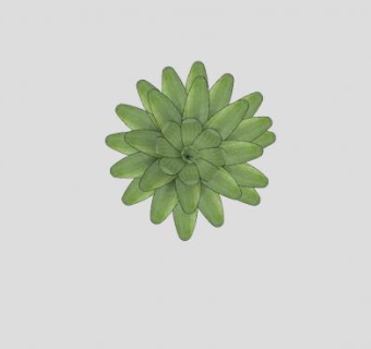 凤梨观叶植物SU模型下载_sketchup草图大师SKP模型
