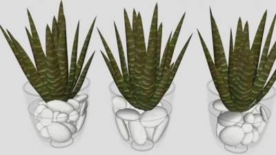 盆栽水生观叶植物SU模型下载_sketchup草图大师SKP模型