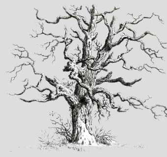 绿地植物枯树SU模型下载_sketchup草图大师SKP模型