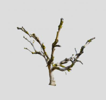 长青苔的枯树SU模型下载_sketchup草图大师SKP模型