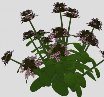 药食两用芳香植物罗勒SU模型下载_sketchup草图大师SKP模型