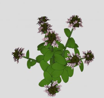 牛至属草本植物SU模型下载_sketchup草图大师SKP模型