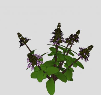 被子植物圣罗勒SU模型下载_sketchup草图大师SKP模型