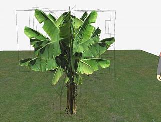 芭蕉树植物SU模型下载_sketchup草图大师SKP模型